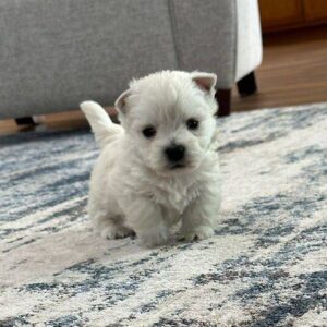 MALE / TED